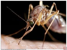 SİVRİSİNEK ile ilgili görsel sonucu