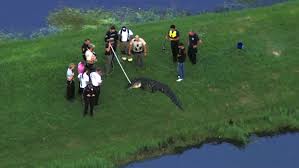 Muere un pescador de 71 años tras ser atacado por un caimán de casi cuatro metros en Florida
