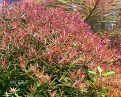 Hình ảnh về Rotala colorata