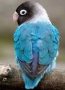 virtual villagers 2 parrots talking like humans do windows