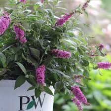 Image result for garden center butterfly bush