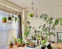 部屋に置いた観葉植物の画像