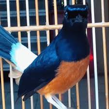 Hasil gambar untuk murai batu