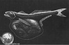 Image result for Chiasmodon niger