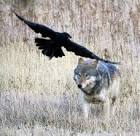 Wolf and Raven Sonata Arctica -