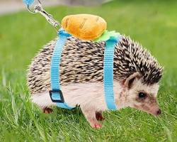 hedgehog harness and leashの画像