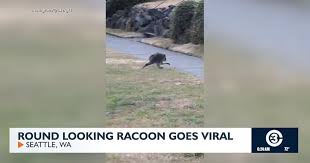 Jimothy the raccoon goes viral