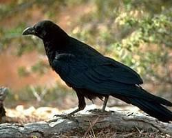 Corvo