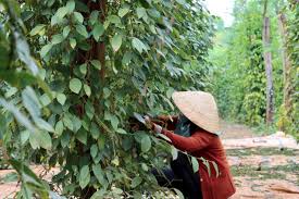 baonghean.vn - News update