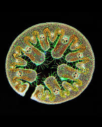 Under a microscope, blades of grass can look like they're ...
