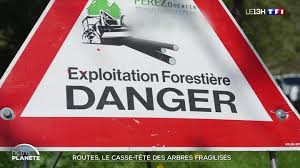 Routes : le casse-tête des arbres fragilisés