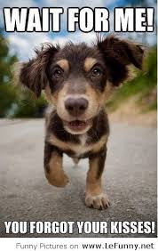 Funny-cute-dog-picture.jpg via Relatably.com