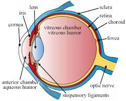 Diagram of the human eye
