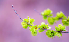 Image result for spring wallpaper free