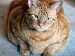 Image result for obesity cat