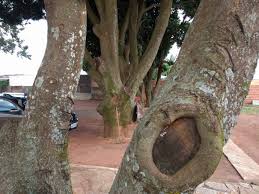 Image result for mango scoring