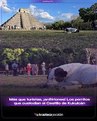Los perritos que habitan en la zona arqueológica de Chichén Itzá se han convertido en los protagonistas inesperados de este Equinoccio 2026. 🐶 #AztecaDigital #AztecaYucatán