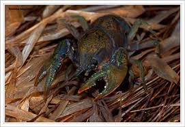 Image result for crayfish chimneys