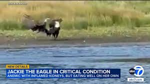Bald eagle Jackie in critical condition after rescue near Big Bear nest