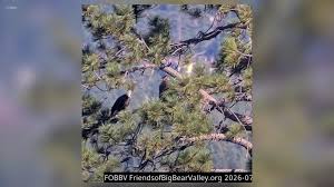 Shadow seen with other female bald eagle as Jackie receives life-saving transfusion