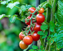 Image of Tomato plant