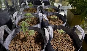Resultado de imagen de Legalization
