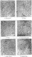 Résultat de recherche d'images pour "fingerprint types"