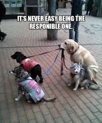 Image result for funny pics of animals