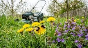 Tonte de pelouse : voici pourquoi la fin avril est cruciale pour la survie des pollinisateurs