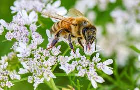 NYT Spelling Bee Answers & Hints