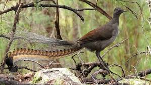 Image result for lyrebird