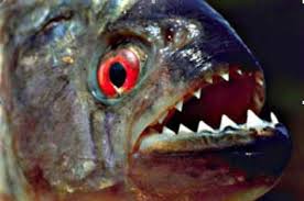 Resultado de imagem para características dos peixes que vivem na água piranha