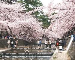 夙川公園の画像