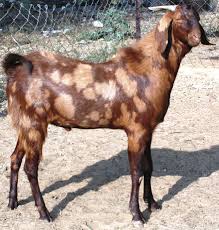 Image result for GOAT