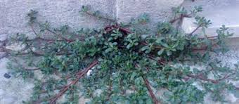 Resultado de imagem para beldroega