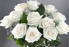 Image result for images of white rose