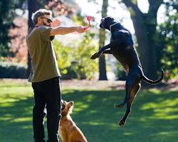 dog and owner playingの画像