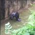 Officials: Gorilla killed at Ohio zoo had Zoo Miami ties