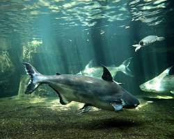 Image of Giant pangasius or paroon shark in the Mekong River
