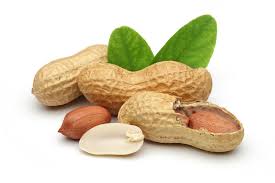 Image result for peanut