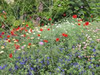 תוצאת תמונה עבור פרחי ארצנו