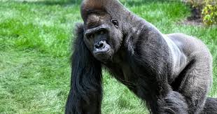 Western Lowland Gorilla | Animals at Brookfield Zoo Chicago