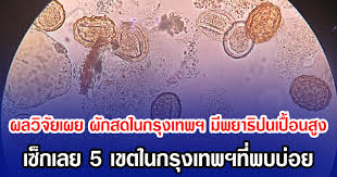 SiamNews - News update