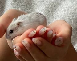 hamster and a person bonding.の画像