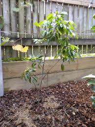 Image result for lychee trees