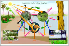 Image result for organisms and their environment