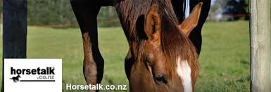 Image result for HORSE