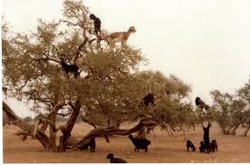 Image result for goat tree
