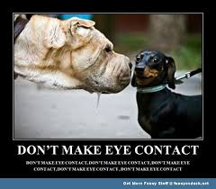 Image result for Animal Meme
