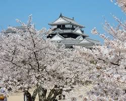 松山城 桜の画像